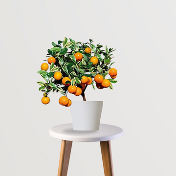 Orange fruit tree plant
